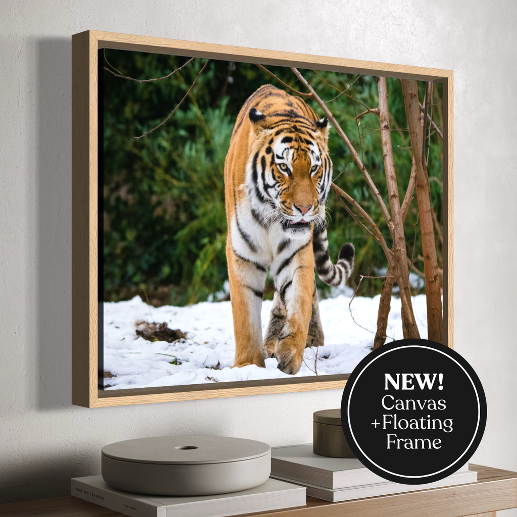 A framed natural wooden floating canvas print of a tiger walking through snow and trees, displayed on a wall above a shelf with books and a decorative object. A black circular badge in the lower right says 'NEW! Canvas + Floating Frame'