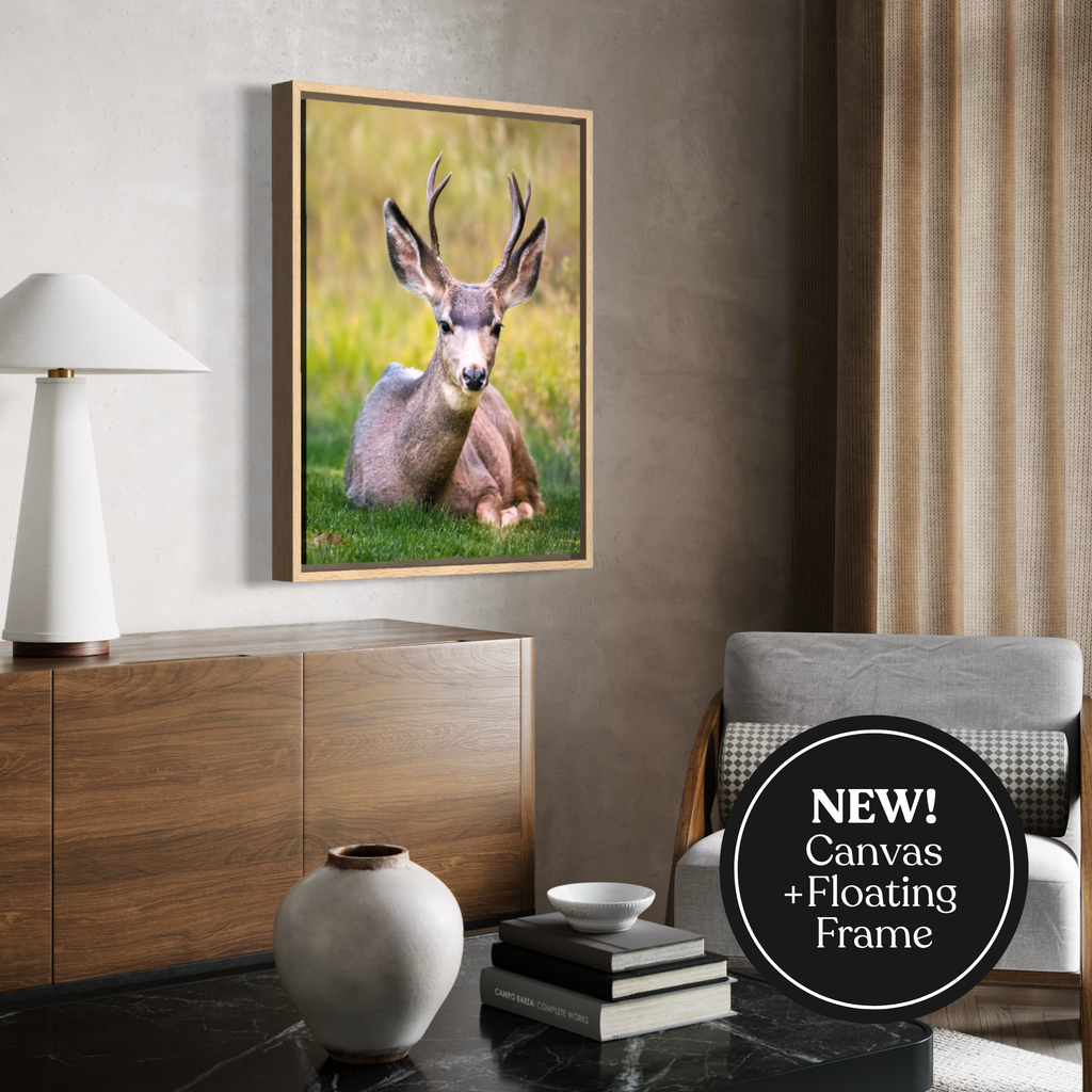 California Mule Deer