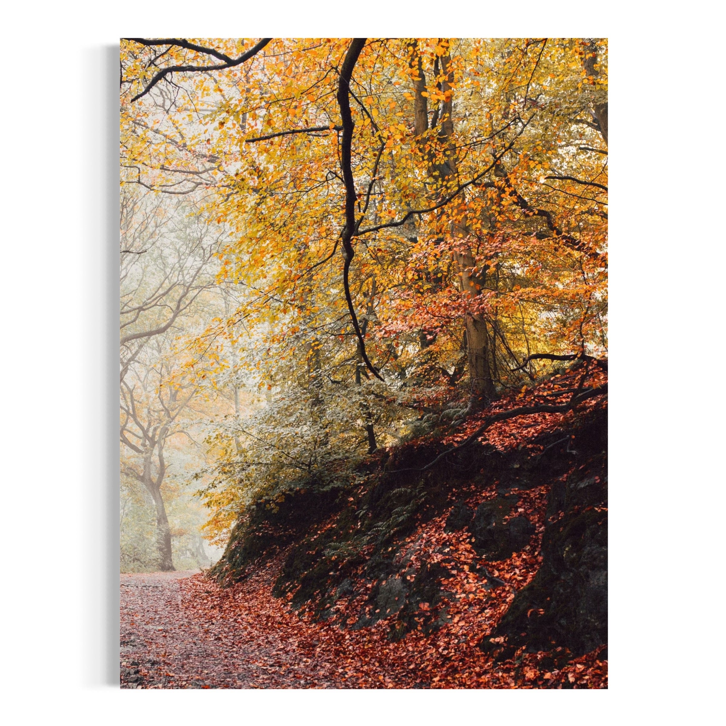 El camino colorido del otoño