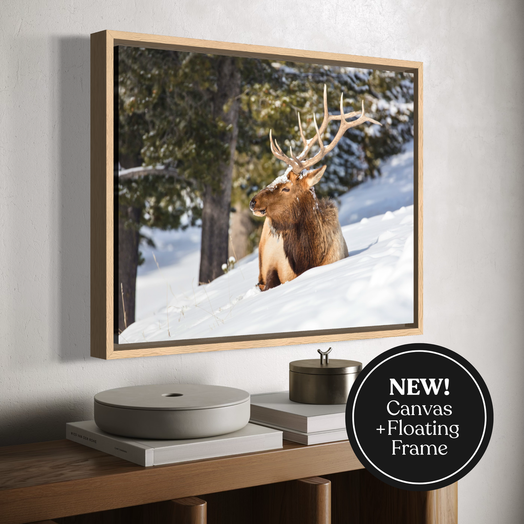 A framed canvas wall art showing a bull elk in a snowy forest, displayed above a wooden console table. The frame is shown floating at an angle, and a black circular badge in the corner reads 'NEW! Canvas + Floating Frame'.