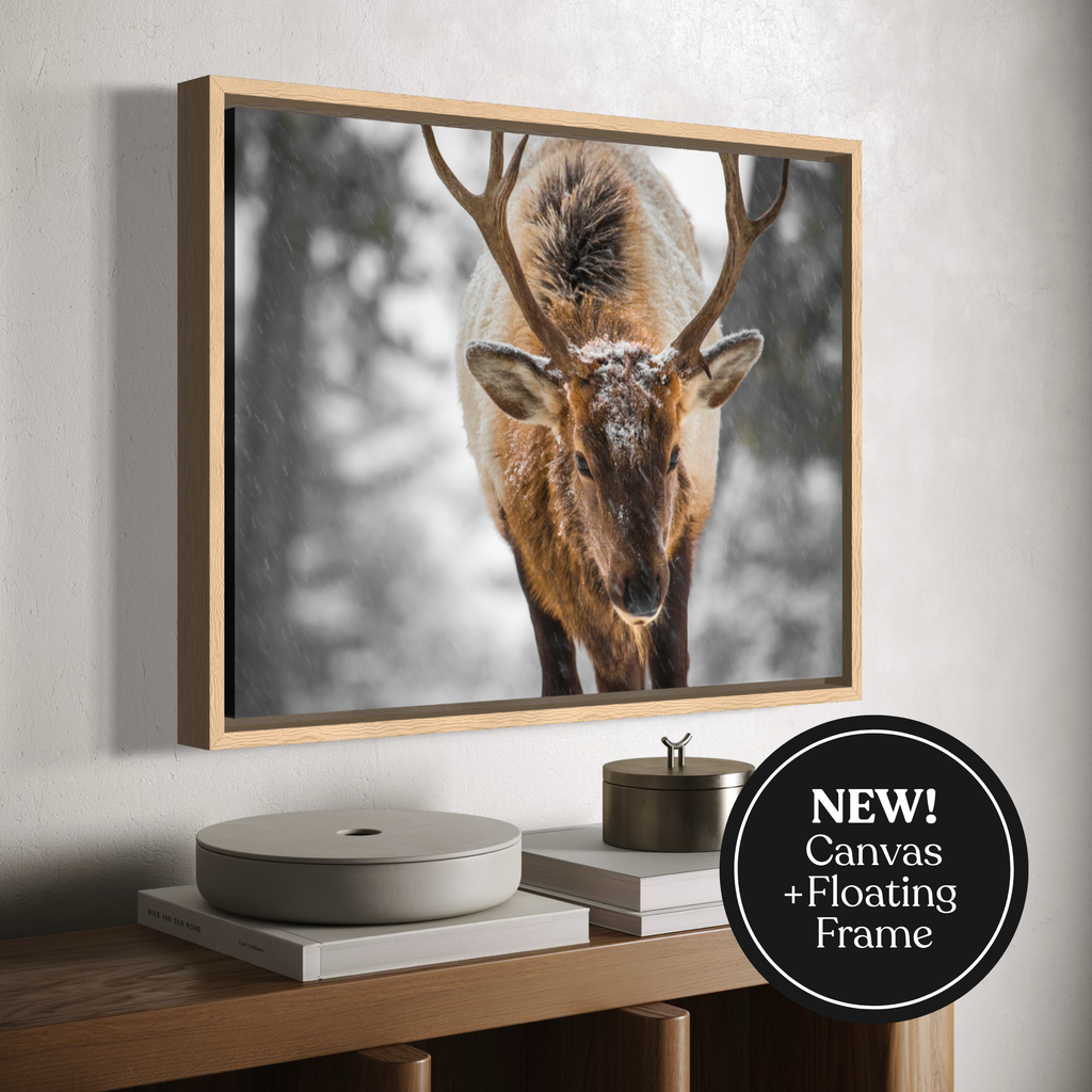 A framed canvas wall art print showing a close-up photograph of a deer with large antlers in a snowy outdoor scene, mounted on a light wall above a wooden console table. A black circular badge in the lower right reads “NEW! Canvas + Floating Frame".