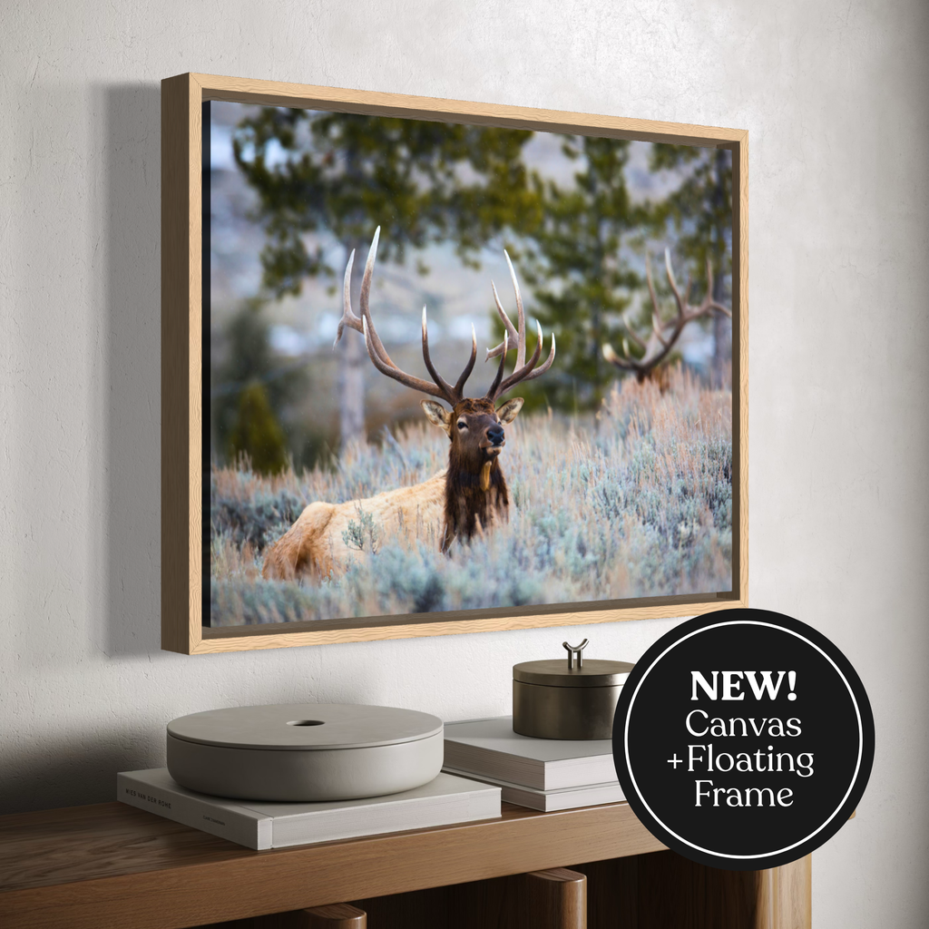 Framed canvas wall art showing a large elk in a grassy outdoor scene, displayed in a light wood floating frame on a wall above a console table. A black circular badge reads “NEW! Canvas + Floating Frame.