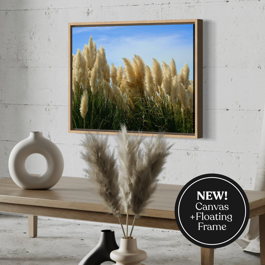 Pampas in the Breeze