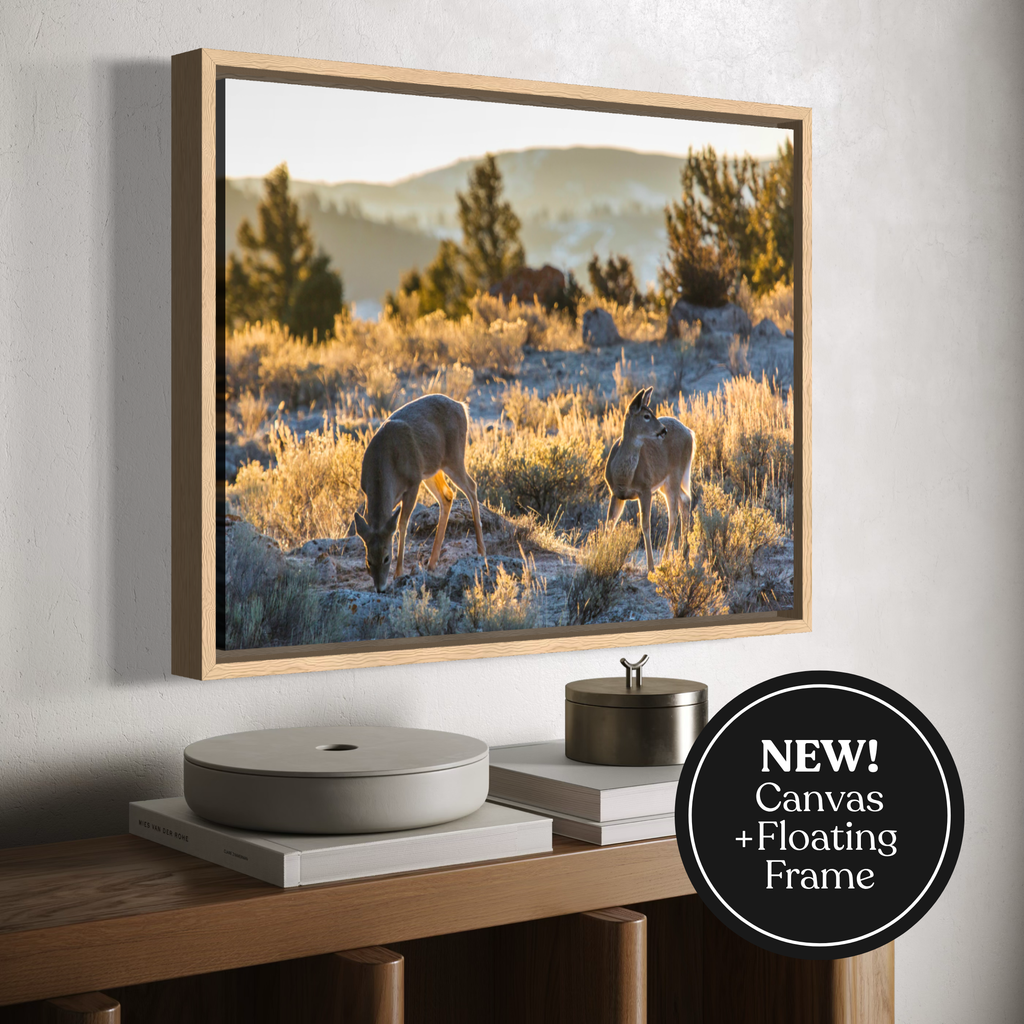 A wooden framed canvas wall art print showing two deer in a sunlit grassy landscape, displayed on a wall above a wooden console. A black circular badge in the lower right reads “NEW! Canvas + Floating Frame.