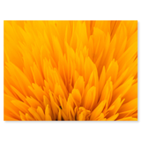 Golden Bloom
