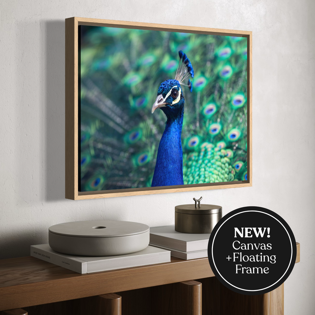 A framed wall art print showing a close-up peacock with vivid blue and green feathers, displayed above a console table in a styled interior. A black circular badge in the lower right reads “NEW! Canvas + Floating Frame.