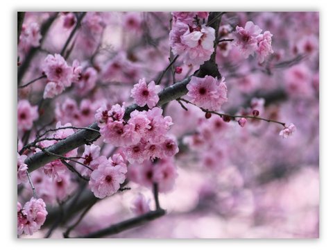 Cherry Blossom Dreams