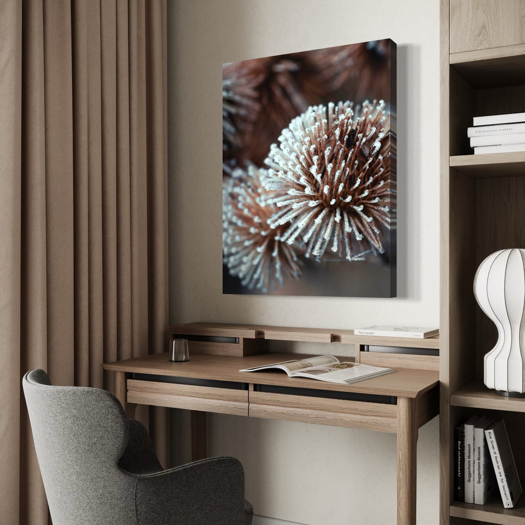Dried Globe Thistle - Moderno Wall Art