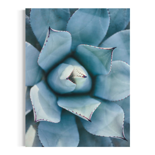 Macro Shot of Succulent - Moderno Wall Art Wall Art