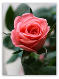 Delicate Rose