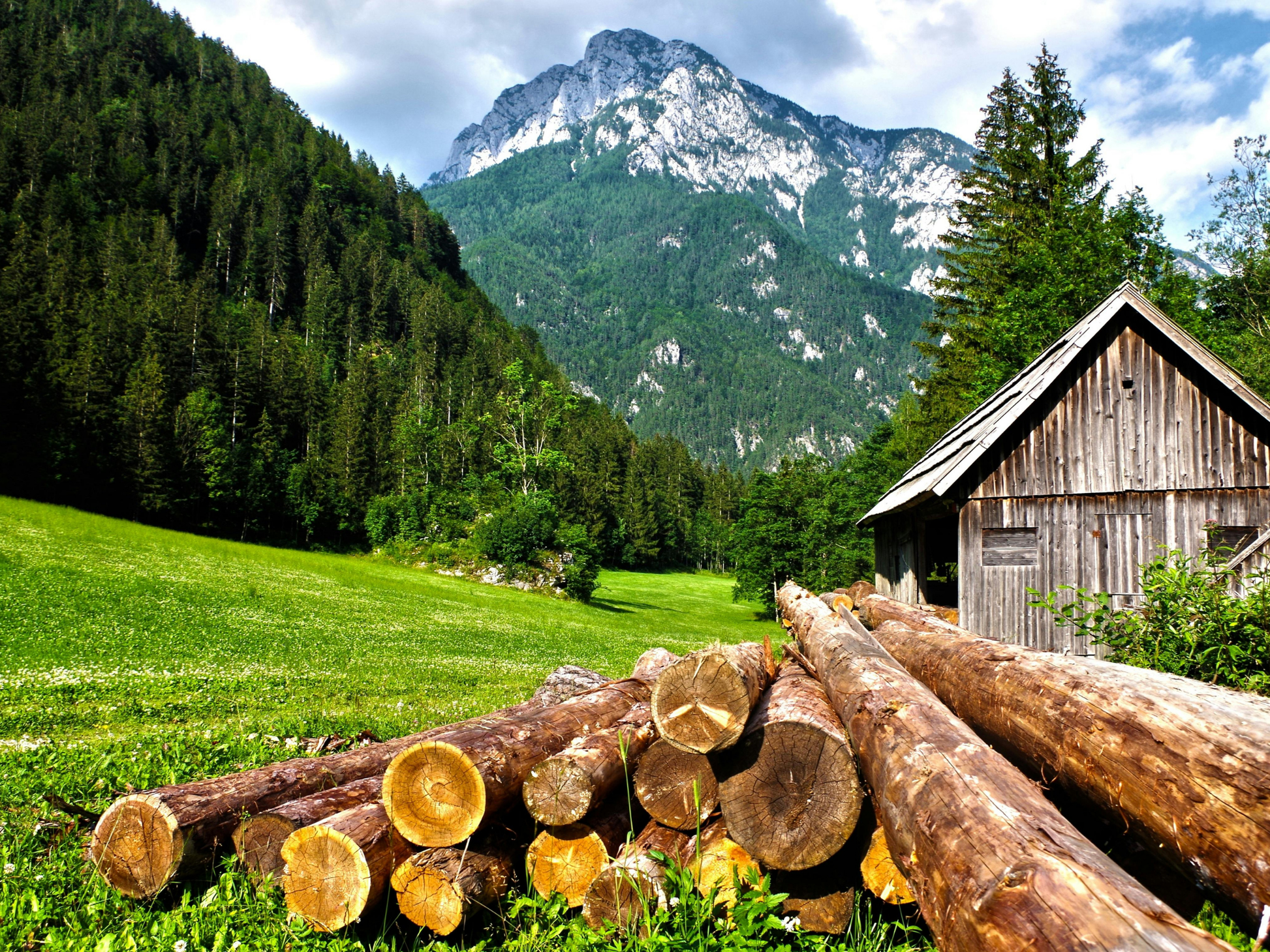 Alpine Meadow Life