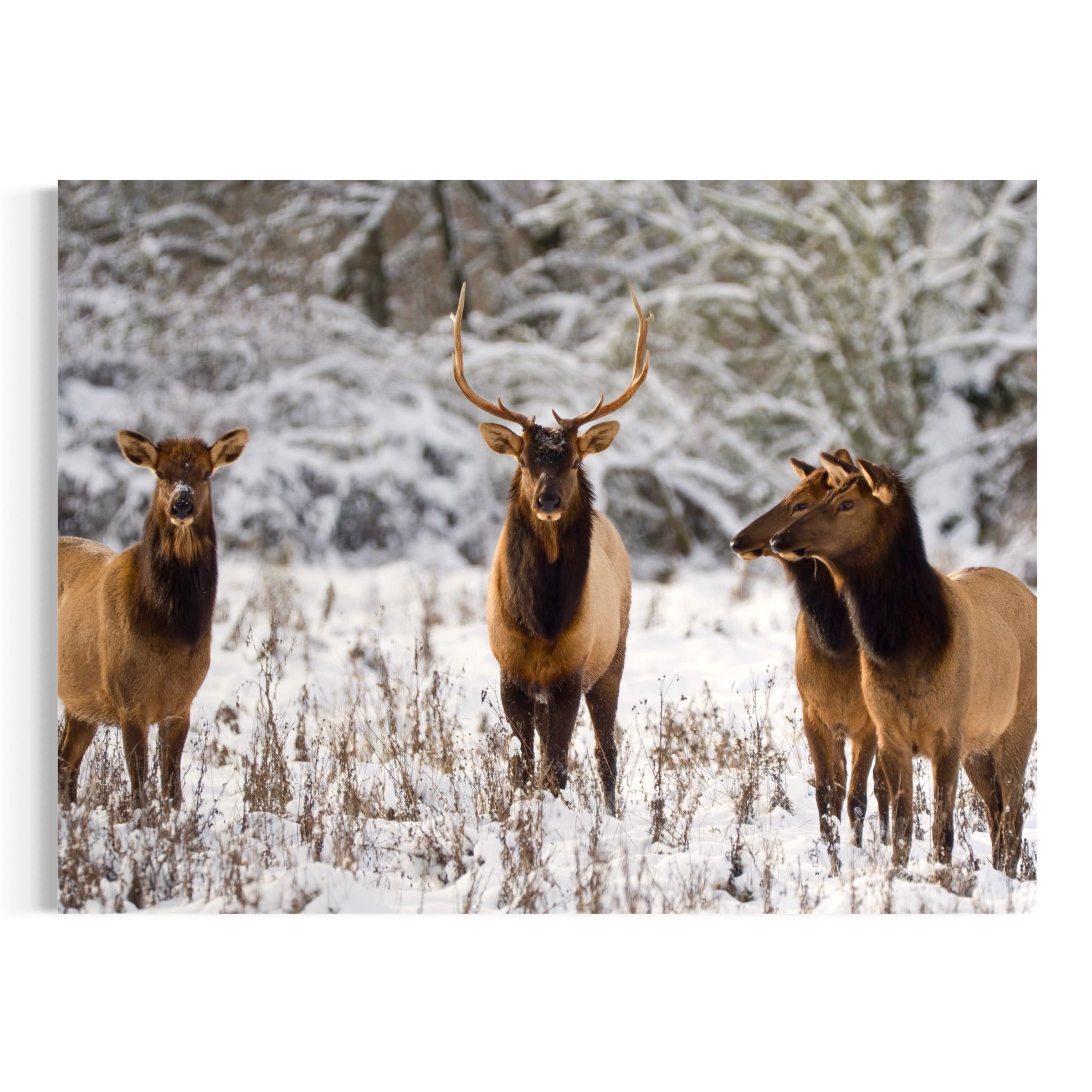 Wintry Companions - Moderno Wall Art Wall Art