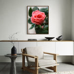 Delicate Rose