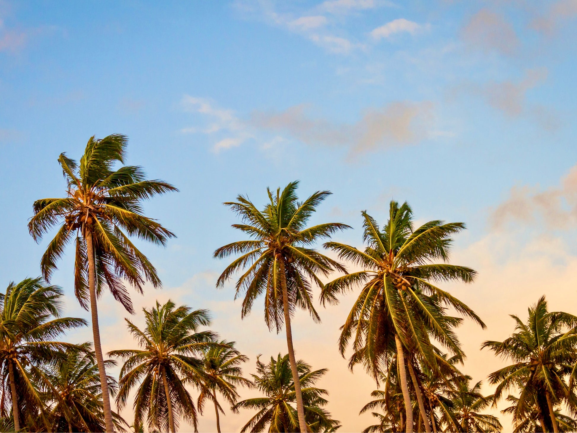 Palms and Painted Sky