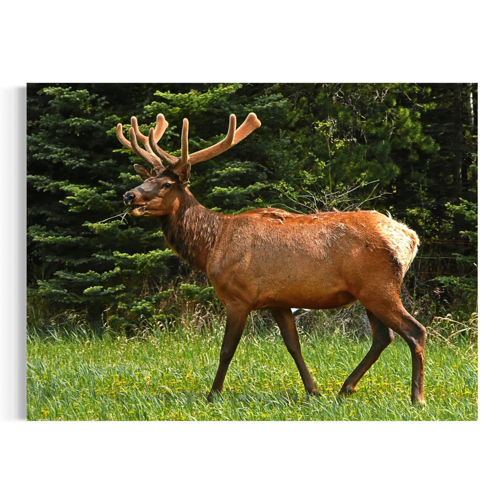 Majestad de terciopelo