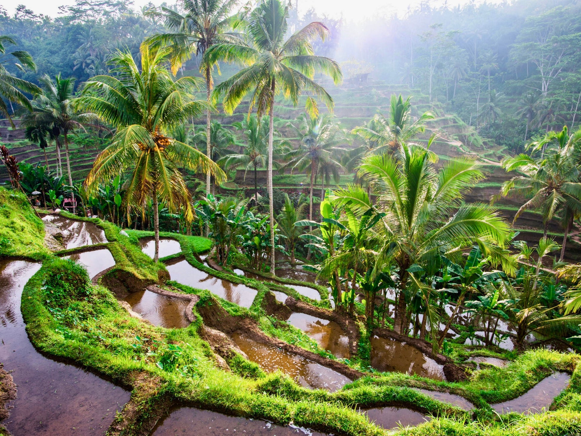 Tropical Cultivation