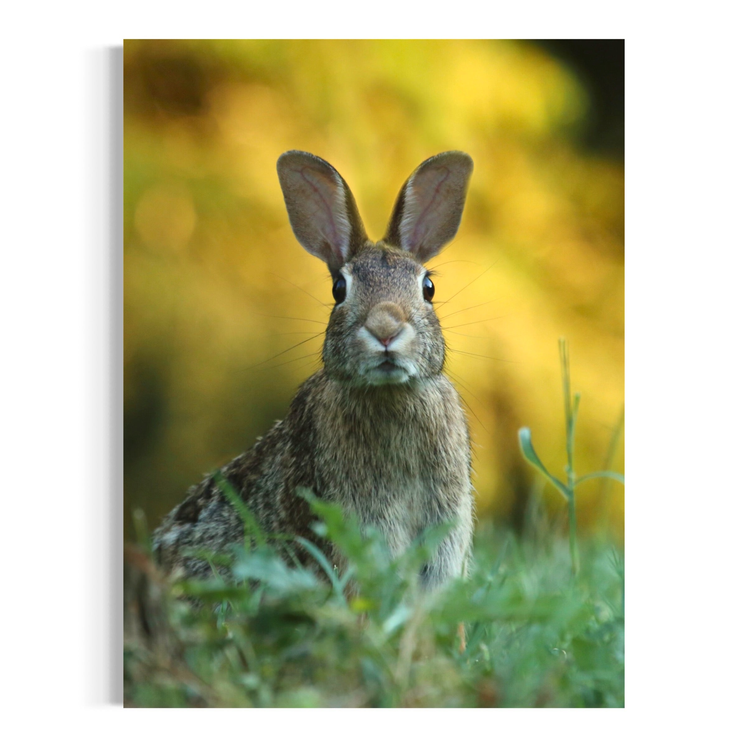 Lapin curieux