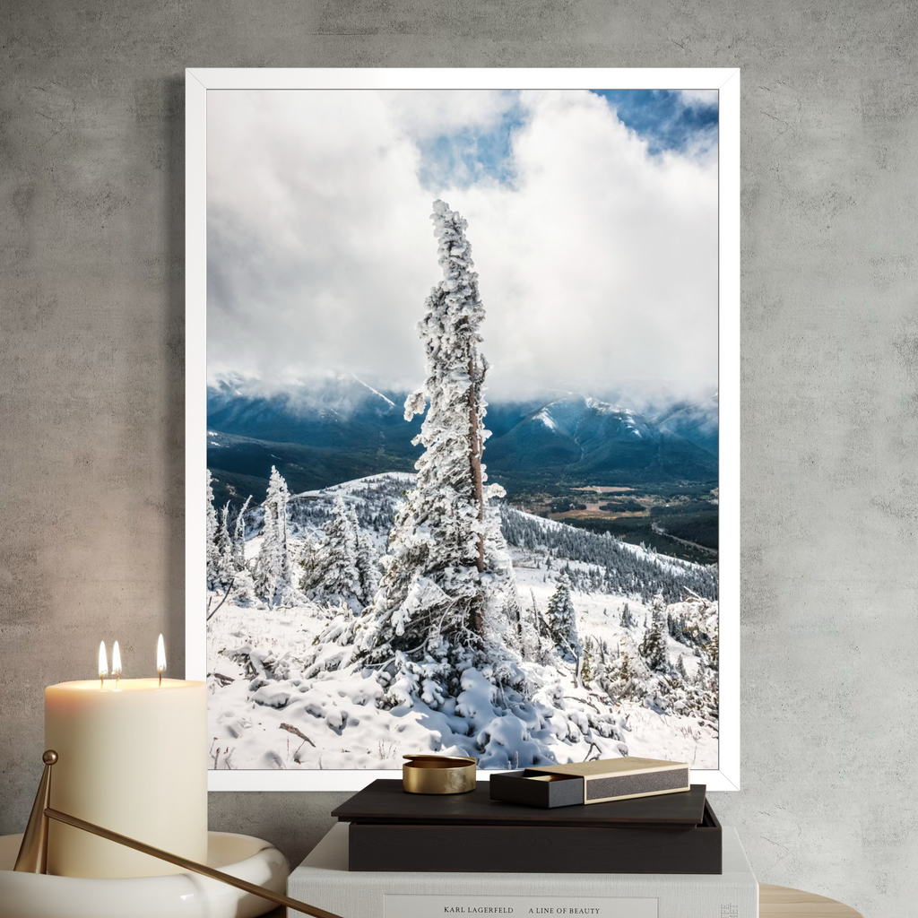 Winter Evergreen