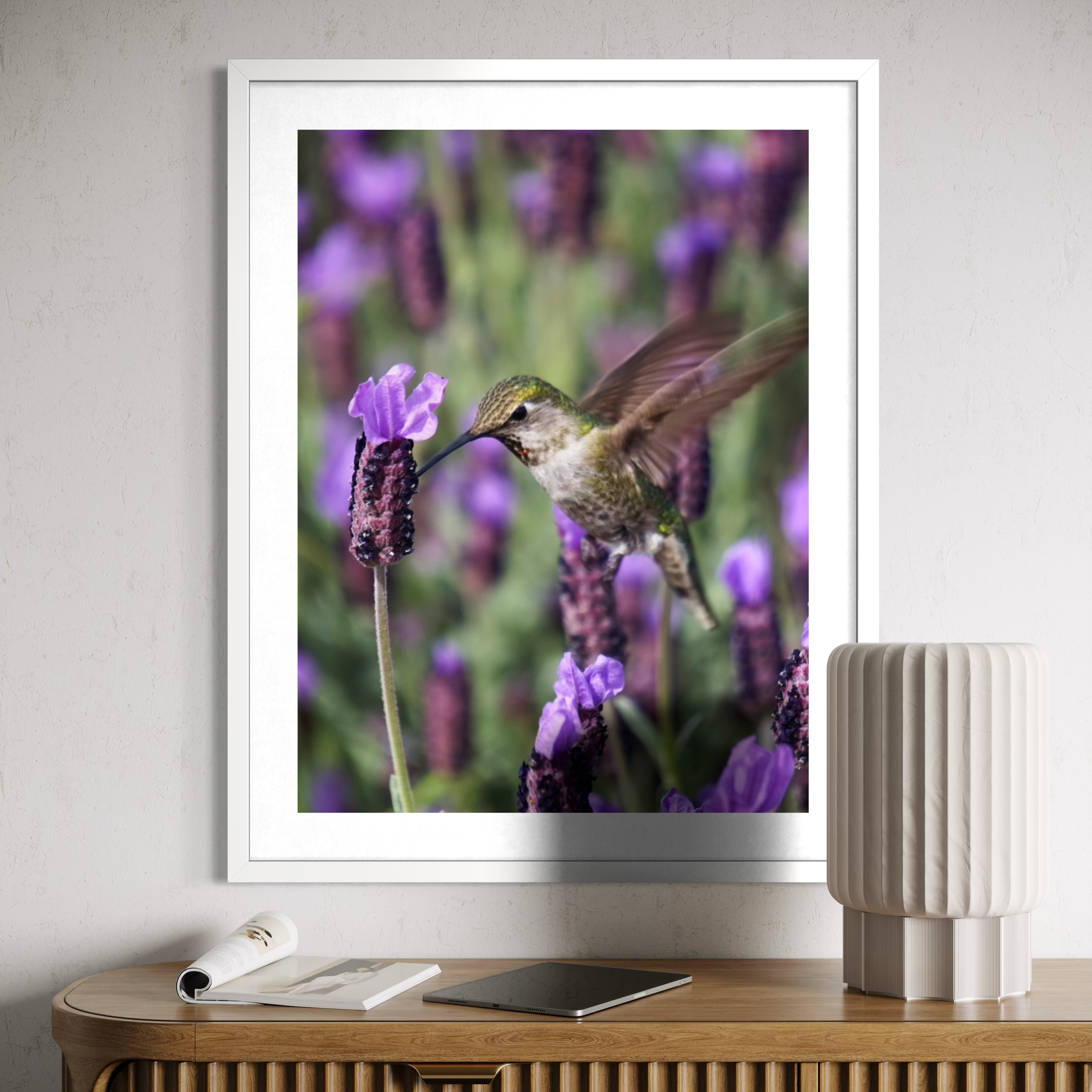Colibrí y lavanda española