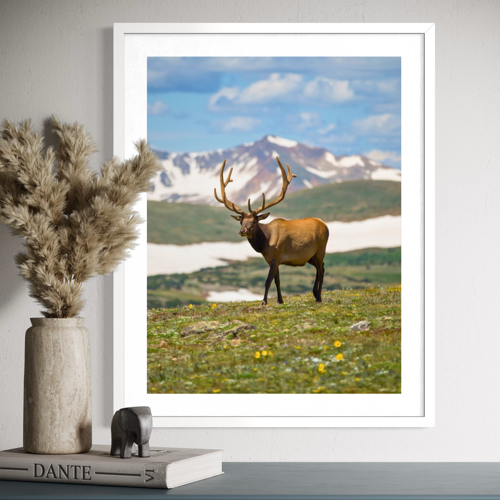 Deer in the Highlands