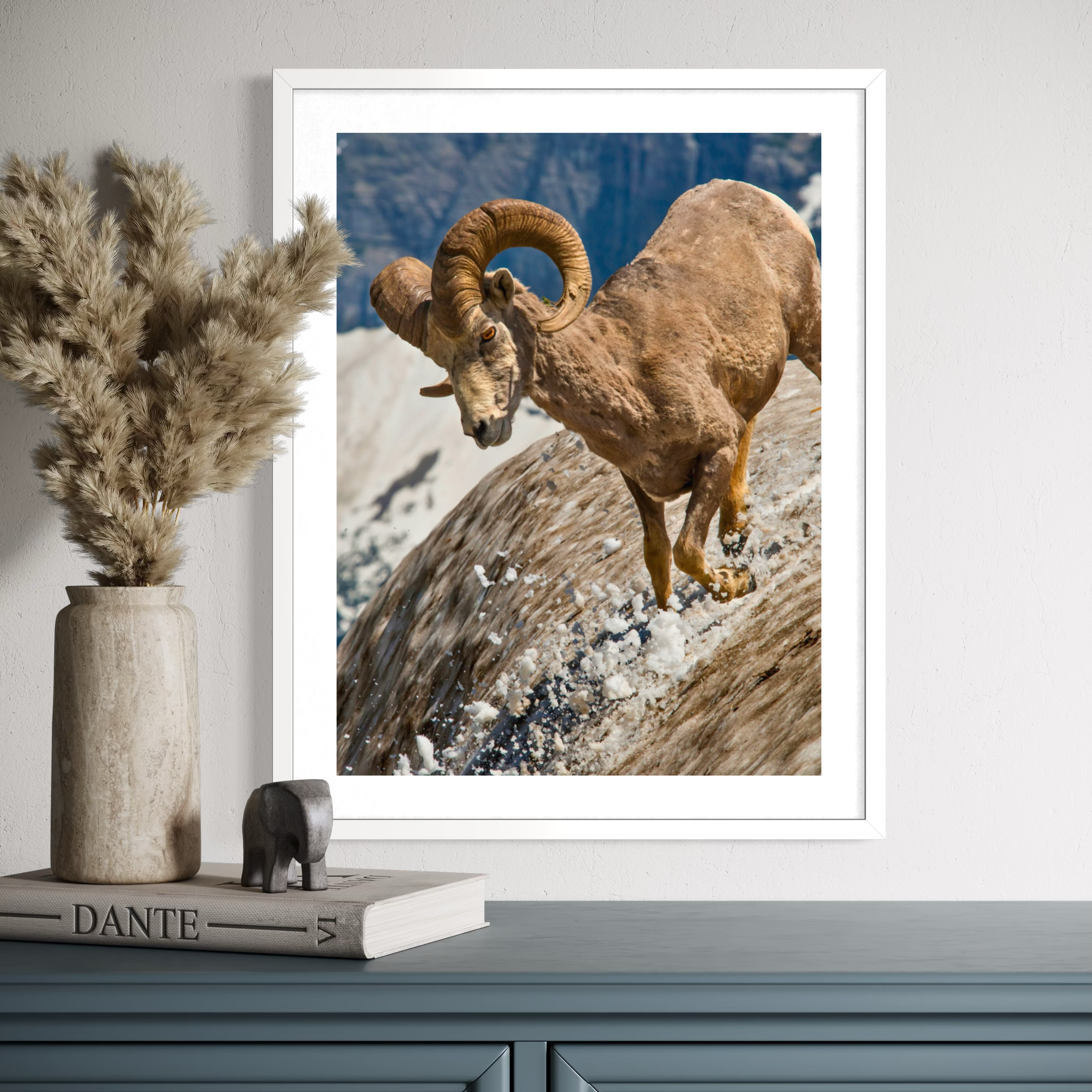 Mouflon d'Amérique