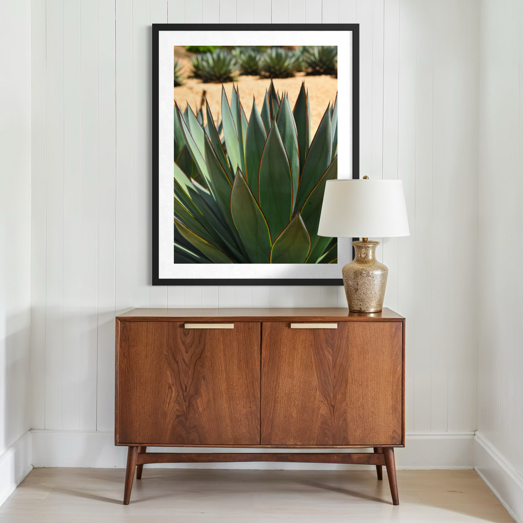 Agave del desierto