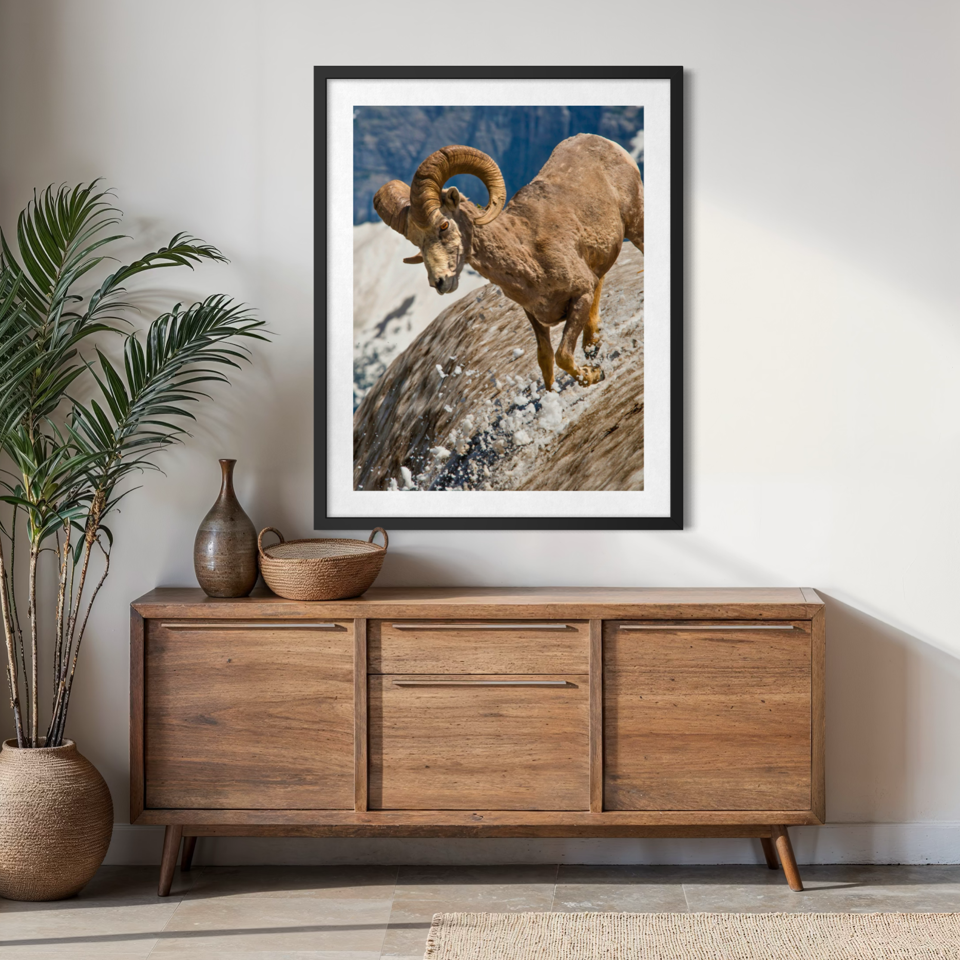 Mouflon d'Amérique