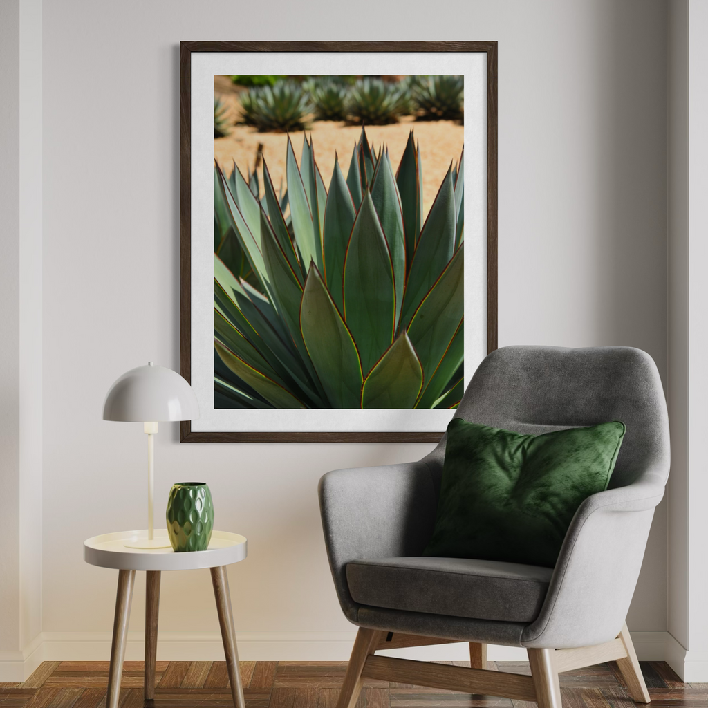 Agave del desierto