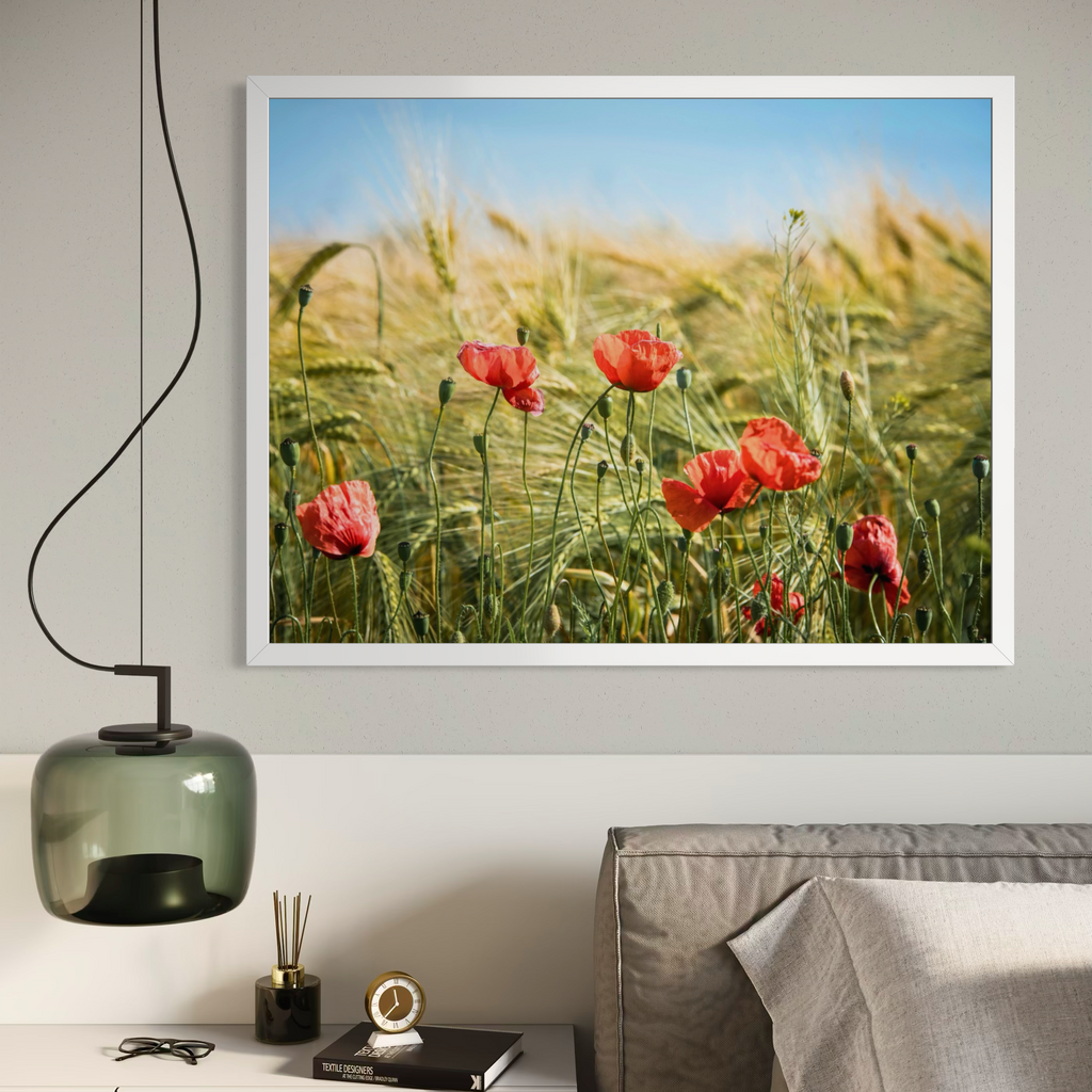 Amapolas entre la cebada