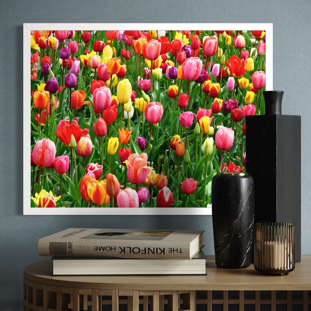 Resplandor del campo de tulipanes