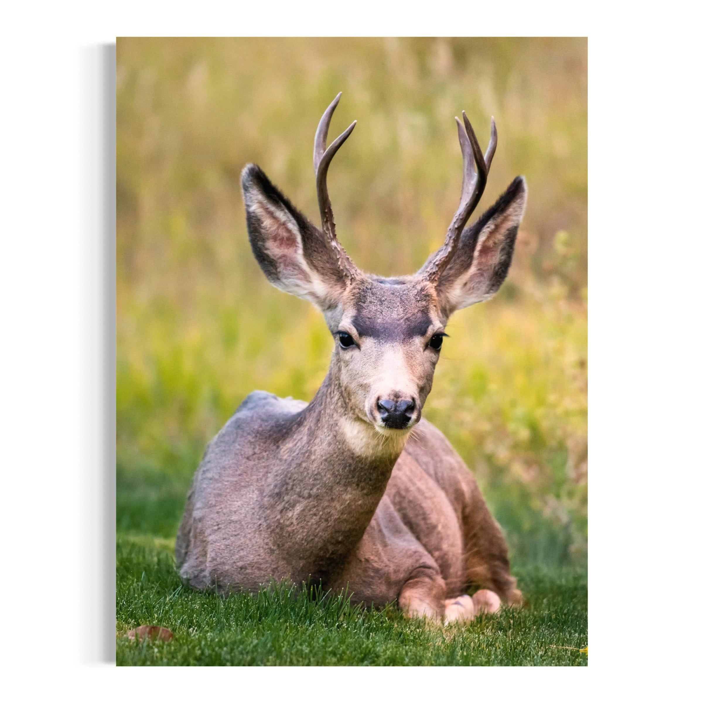 California Mule Deer - Moderno Wall Art Wall Art
