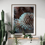 Dried Globe Thistle