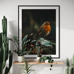 European Robin