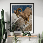 Bighorn Sheep