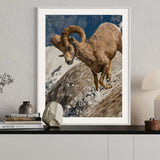 Bighorn Sheep