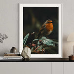 European Robin