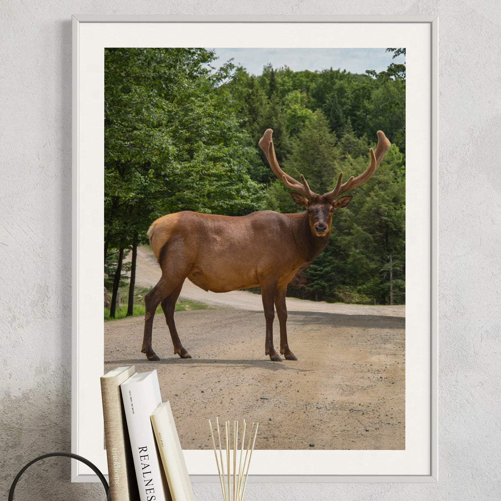 Elk On The Path - Moderno Wall Art