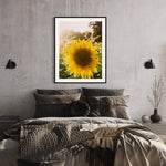 Summer Sunflower