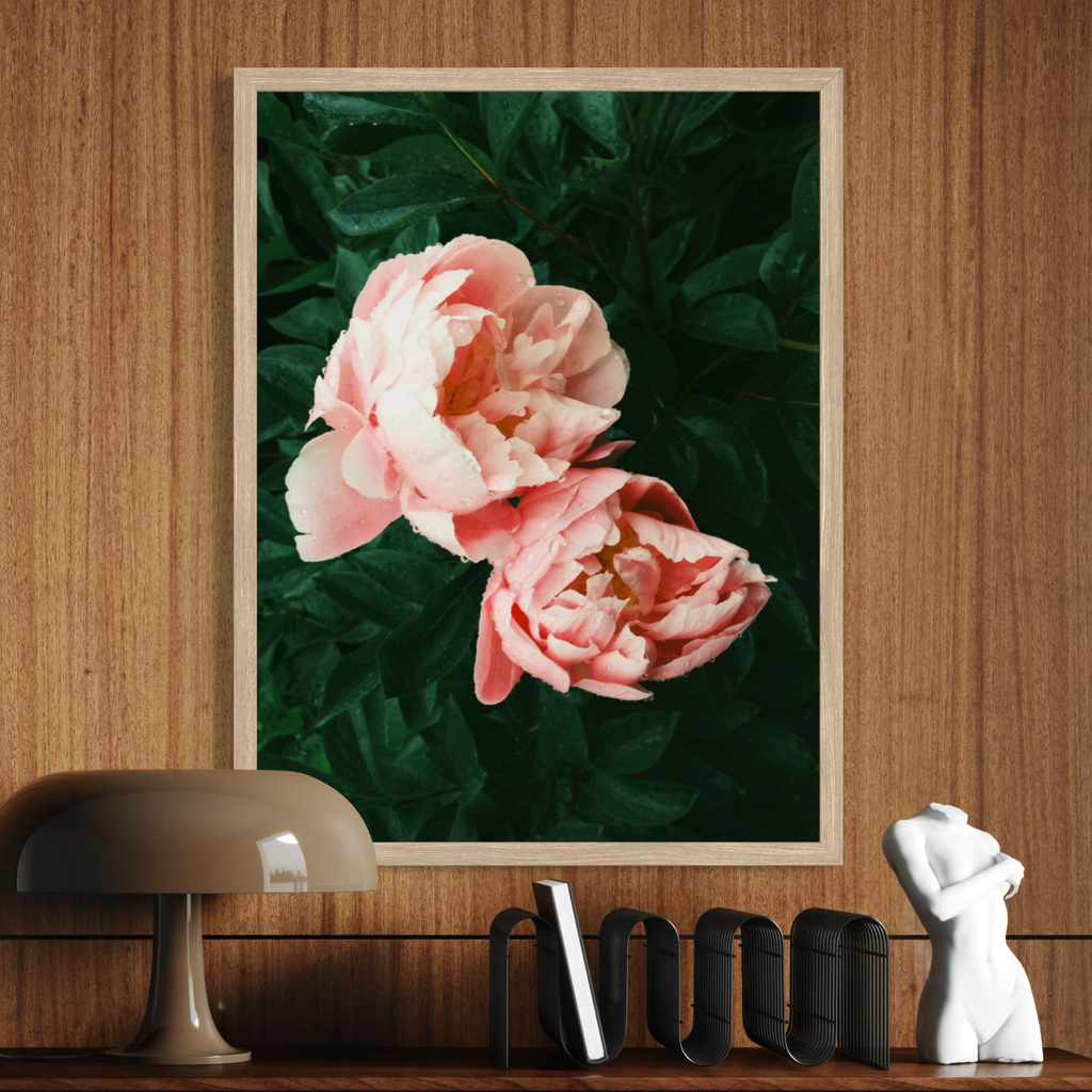 Pivoines embrassées par la pluie
