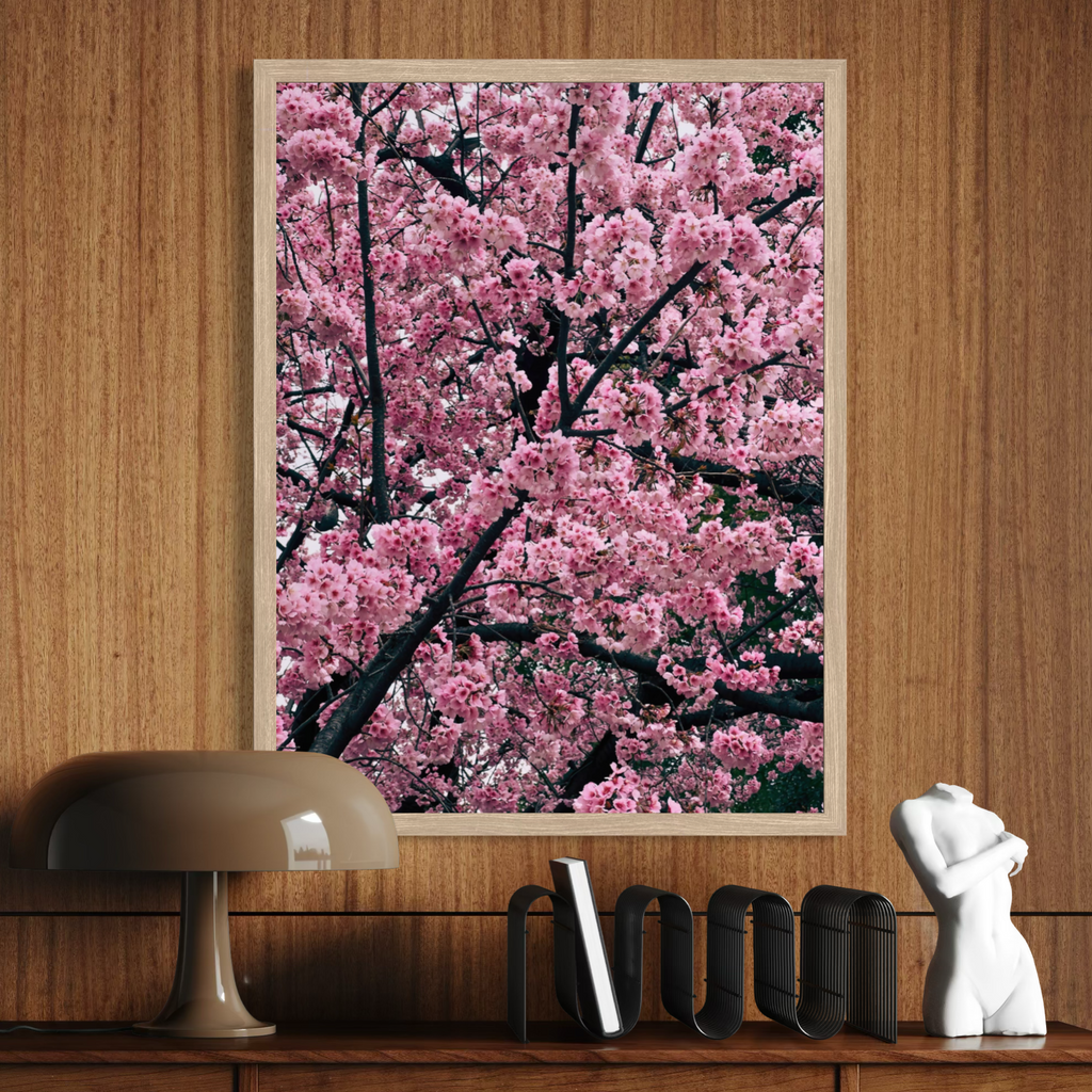 Serenata de los cerezos en flor