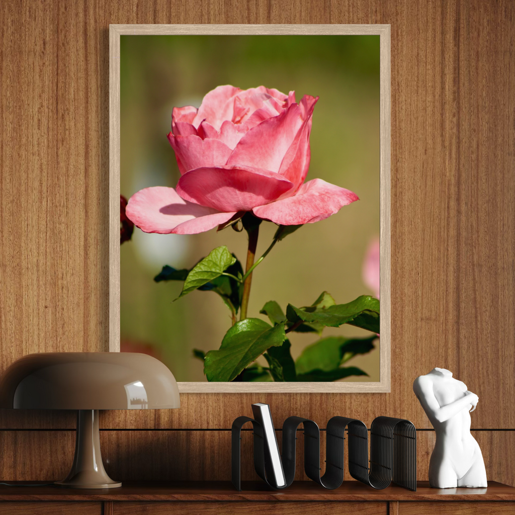 Rose ensoleillée