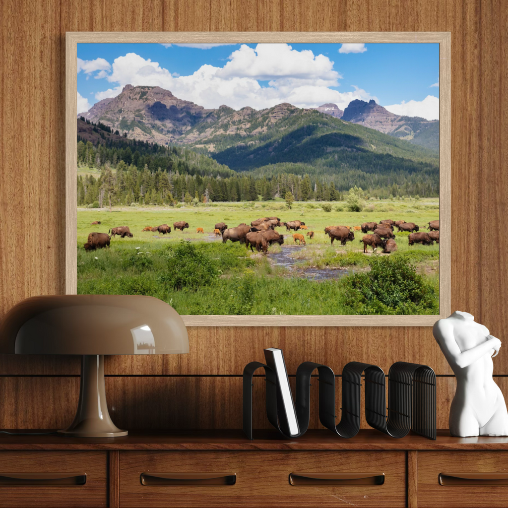 Bisontes pastando en Yellowstone