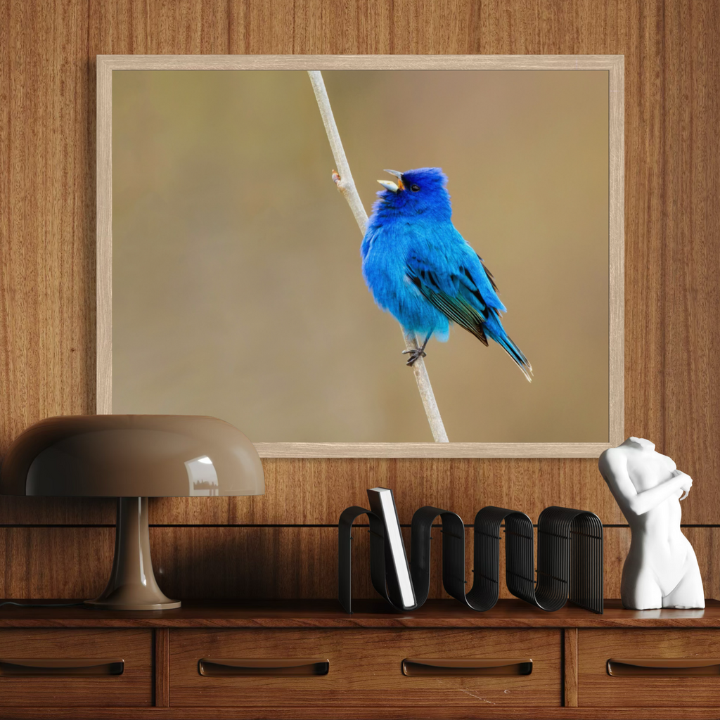 Indigo Perch