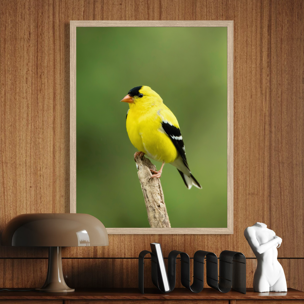 Summertime Goldfinch