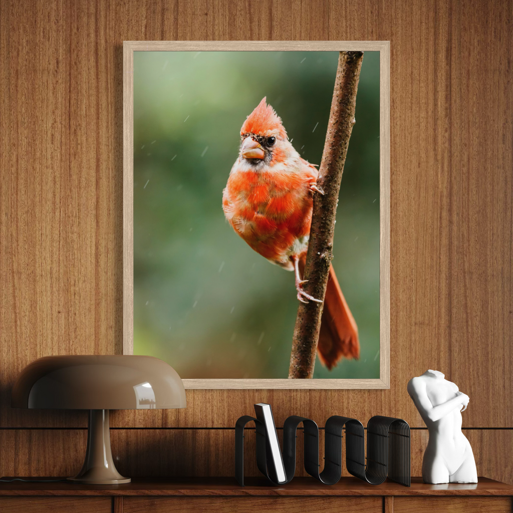 Northern Cardinal I
