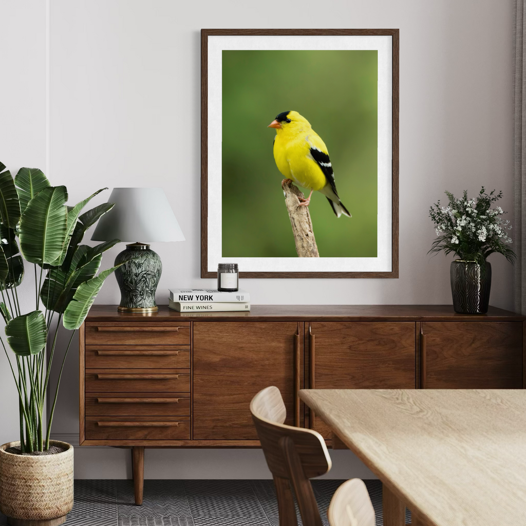 Summertime Goldfinch