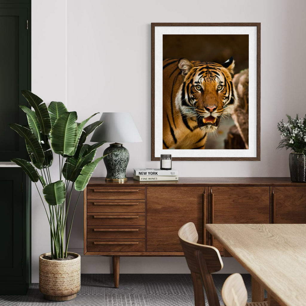 Intense Gaze of a Tiger