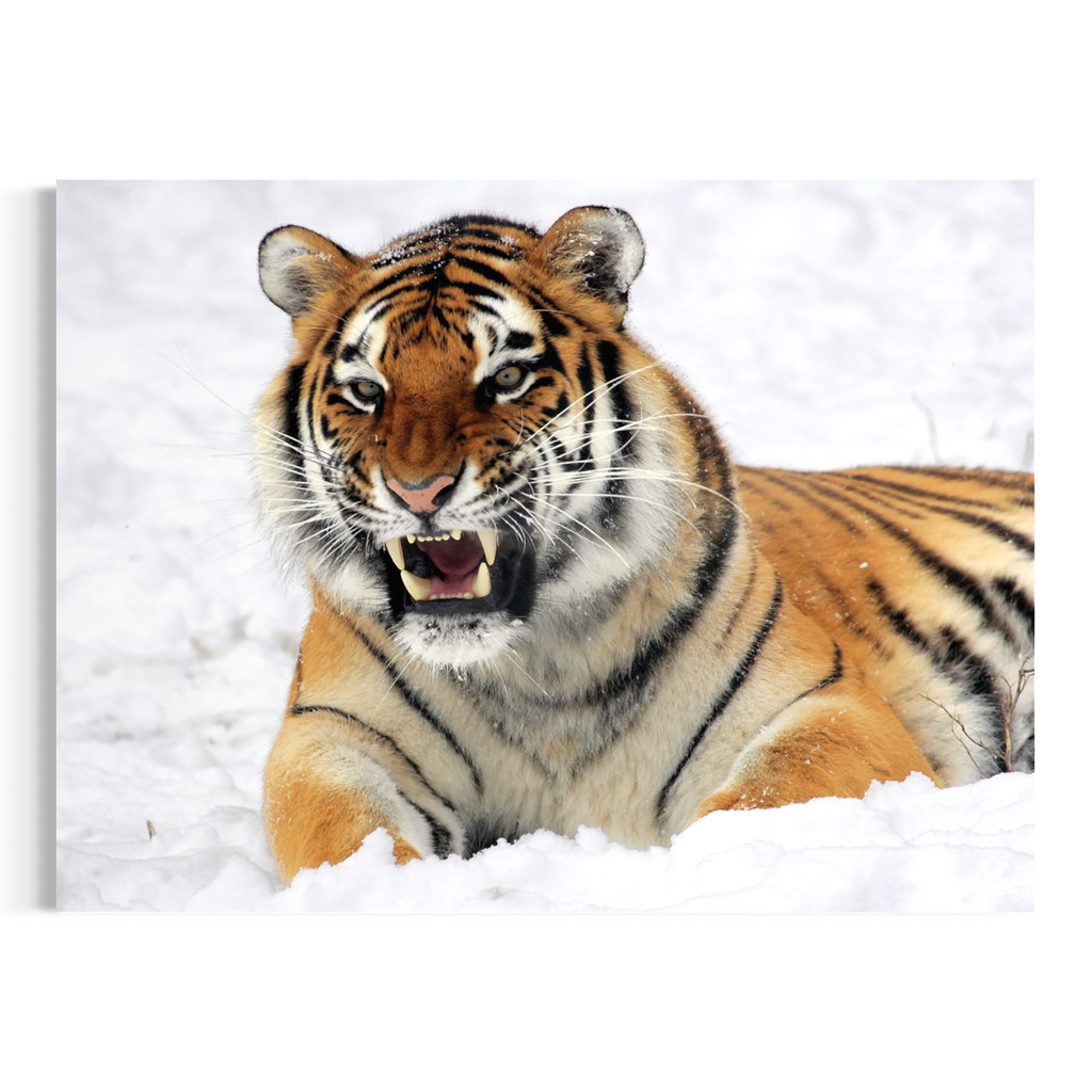 A rectangular wall art print showing a tiger lying in white snow, with the artwork presented against a plain white background.