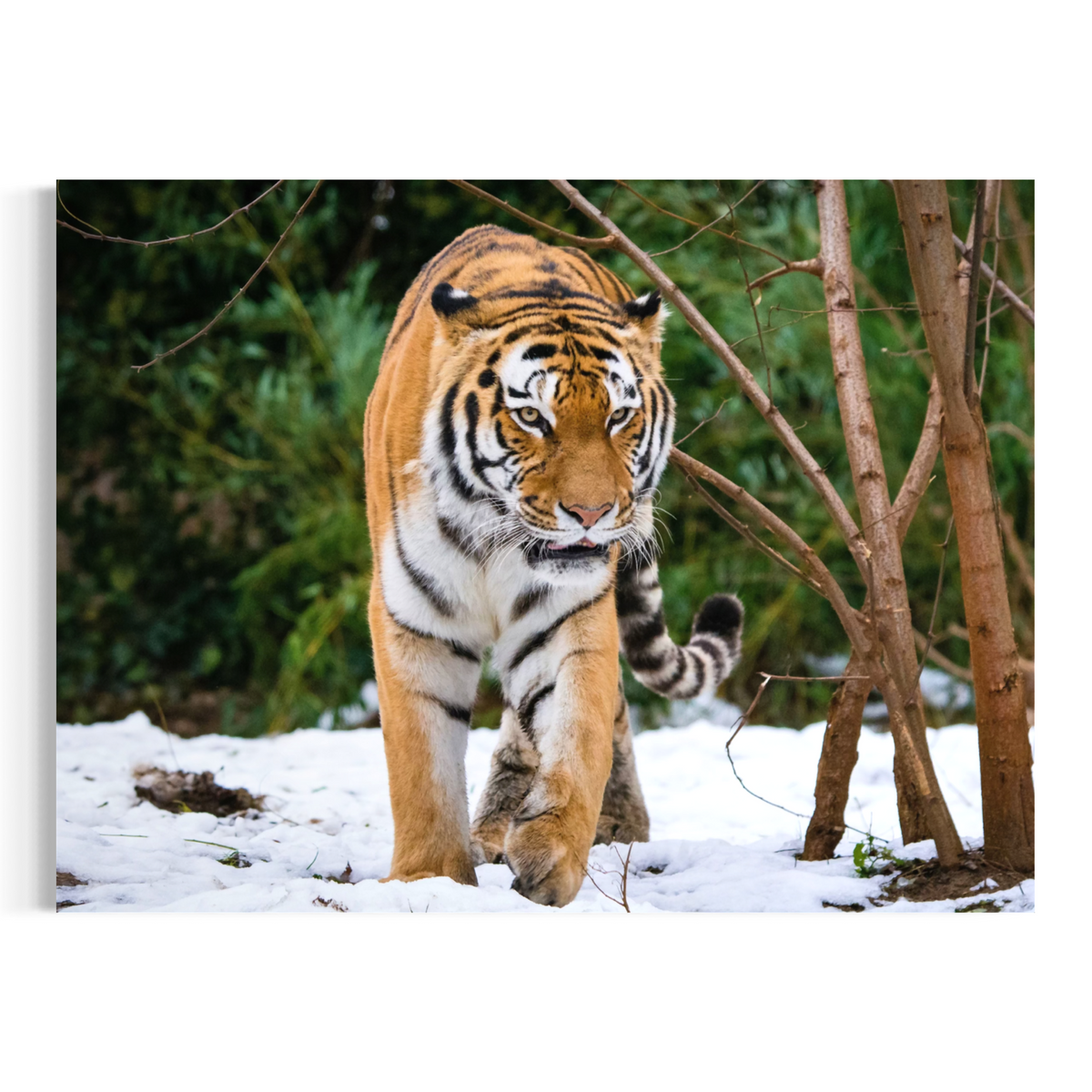 A wall art print or canvas showing a tiger walking through snow with trees and greenery in the background, presented against a plain white backdrop.