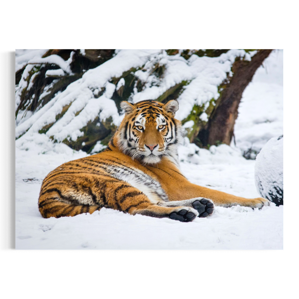 A wall art print of a tiger lying in a snowy outdoor setting, with snow-covered trees and branches in the background. The tiger is orange with black stripes and white fur.